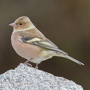 Common Chaffinch